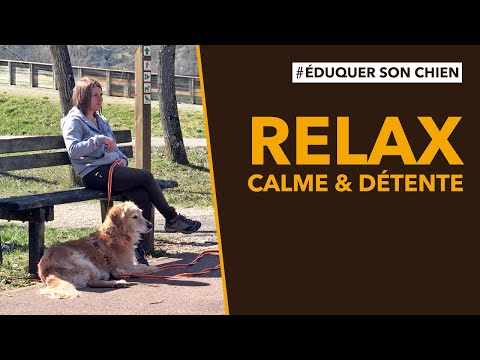 Vidéo: Créer du calme - Les secrets d'un chien calme