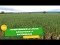 Transformando la caña de azúcar hacia la sostenibilidad - TvAgro por Juan Gonzalo Angel Restrepo