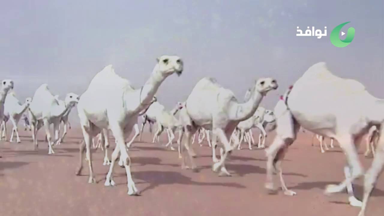 شكر وثناءllكلمات: تركي السلات llفي سعد بن غازي بن عتيق العتيبي