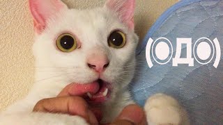 猫かぶりのオタク 英梨々 SP 44-JY0602-04C ◉Д◉) (Φ˘ᾥ˘Φ)(•ὤ•᷅) ←我が家の猫たちの顔 - YouTube
