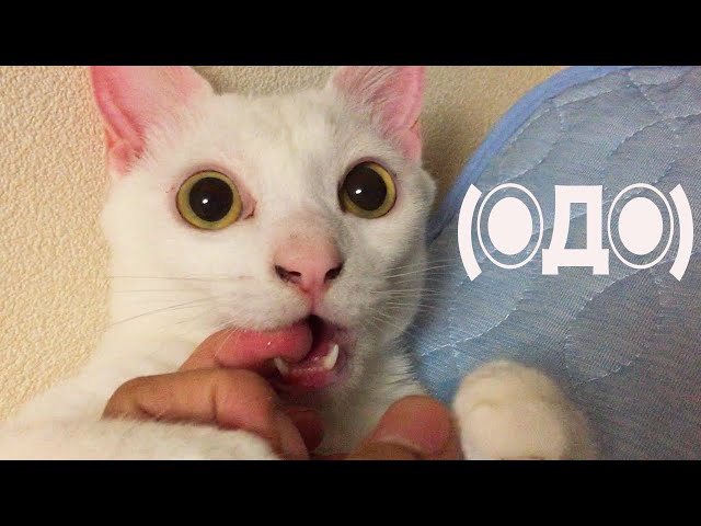 ◉Д◉) (Φ˘ᾥ˘Φ)(•ὤ•᷅) ←我が家の猫たちの顔 - YouTube