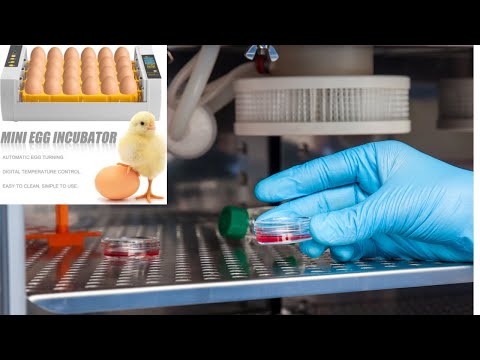 Best performance egg incubator 2021||incubator for chicken eggs||low cost no cost incubators