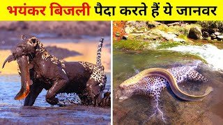 Electric Shock देने वाला जानवर | Animals That Can Prodce Electricity in Hindi