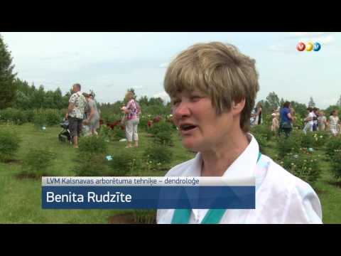 Video: Peoniju Pelēkā Puve