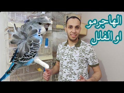 أسرار تربيه طائر الهاجرمو أو الفلل وأنتاجه بكل سهوله