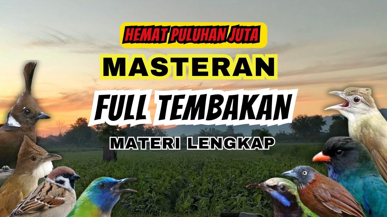 Masteran Tembakan Kasar Ampuh Mudah Ditiru Untuk Burung Fighter