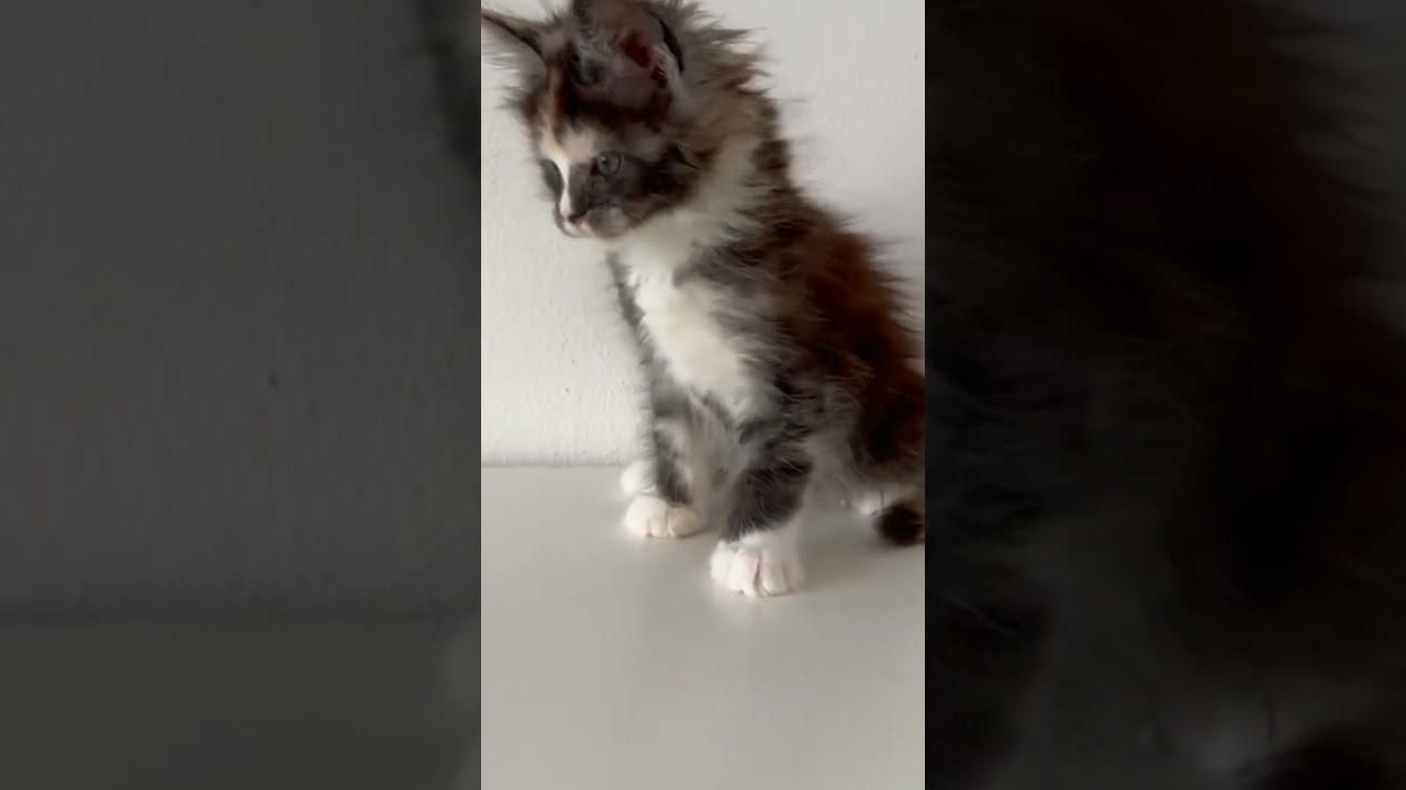 Maine coon for sale in Florida