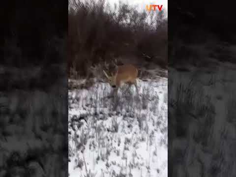 В Башкирии засняли на видео зараженную неизвестной болезнью косулю