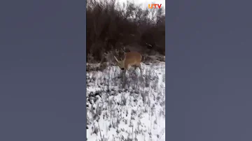 В Башкирии засняли на видео зараженную неизвестной болезнью косулю