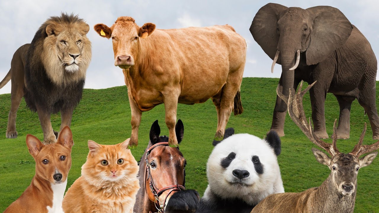 Top 20 Most Powerful Animal Sounds (Real & Loud) 