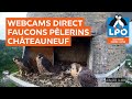 Webcam direct faucons plerin de chteauneuf