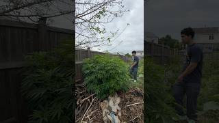 Topping outdoor plants