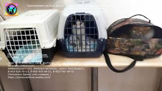 Пять бездомных кошек Пять сломанных судеб и Пять надежд на спасение Cats ask for help Пять бездомных кошек Пять сломанных судеб и Пять надежд на спасение Cats ask for help