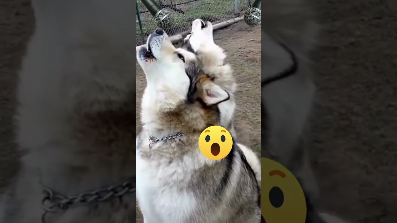 Alaskan Malamutes Sing In "Perfect" Harmony! SINGING MALAMUTES 