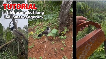 TUTORIAL latih burung kutilang jadi pikat cengkram #kutilangmania