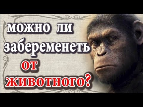 Можно ли забеременеть от животного