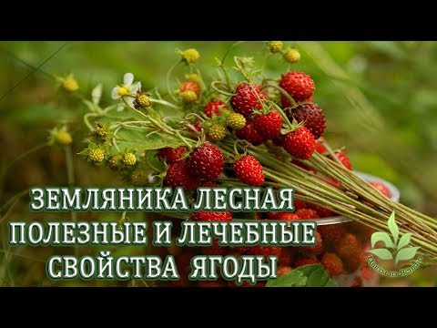 Земляника лесная. Полезные и целебные свойства ягоды.