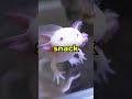 How do i feed my axolotl 
