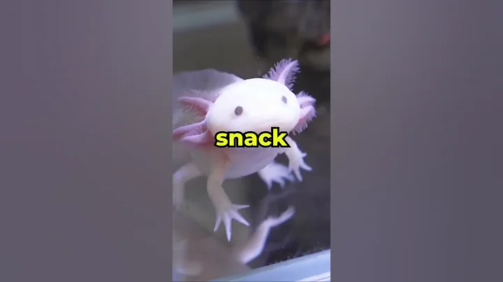 How Do I Feed My Axolotl? 🕵️‍♀️