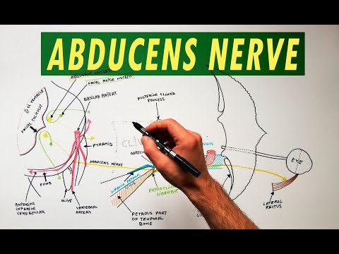 Abducens zenuw - Zelfstudie anatomie