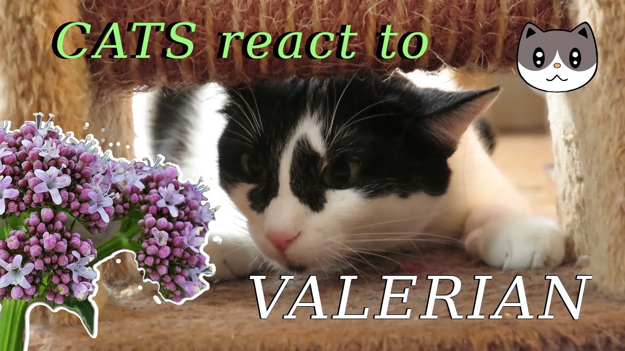 Cats React to Valerian Root Cats Trying Stuff Valeriana