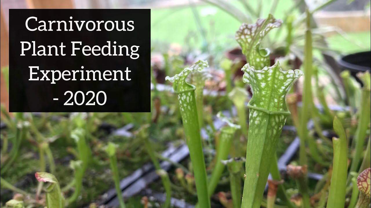 Sarracenia Experiments | Results