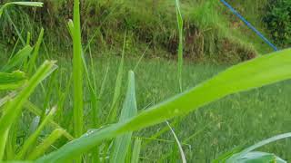 Download Lagu sang embun di pagi hari MP3