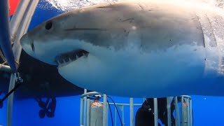 Brave Diver Puts Hand Under Great White Shark