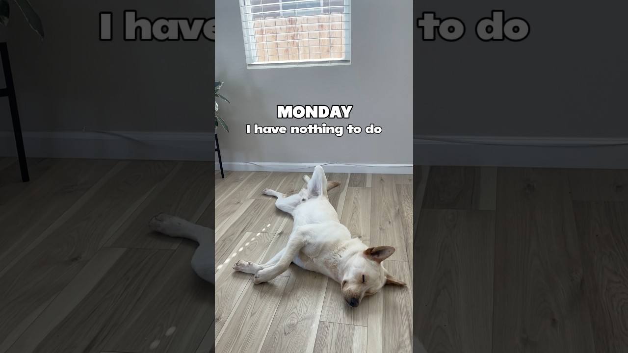 my schedule’s full 😅