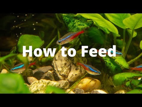 How to Feed Neon Tetra? – 3 step to feed your Neon Tetra