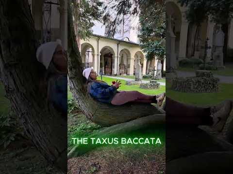 الطقسوس الأوروبي تاكسوس باكاتا