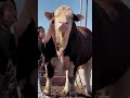 Big Simental Bull 🐄🥩😱 #bigbull #bullfarm #shorts #simmental #simental #fyp #cattlefarm #cattle #bull
