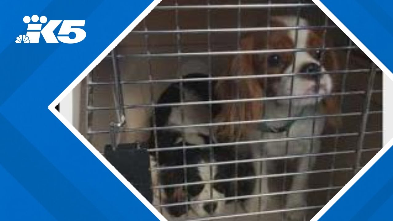 Nearly 70 dogs seized from 'alleged breeder' after Pierce County search ...