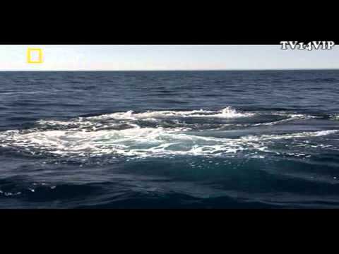وثائقي | دورية الحيتان HD