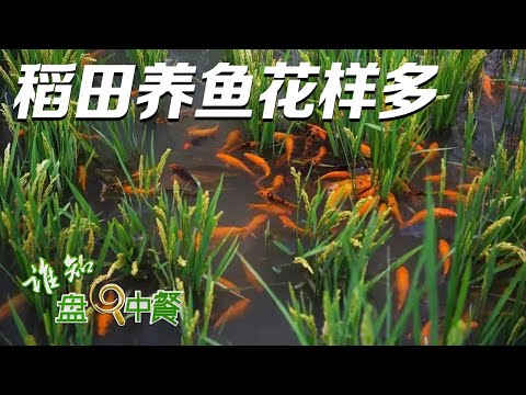 陸綜-誰知盤中餐-20230716-價格是鯉魚的3倍！這種魚很值錢，竟然養在稻田裏！解鎖稻田養魚的致富密碼，山泉水是“秘密武器”！