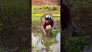 Effortless Rice Seedling Transplanting: Solutions Over Challenges