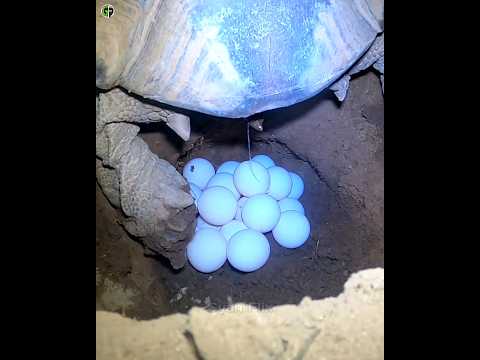 Video: Ko dara bruņurupucis?