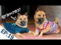 Puppykuttan Webseries EP 19 Malayalam Comedy