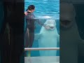 先輩シーマちゃんand新人プルル，がんばってます✨2022 年9月八景島シーパラダイス，水族館，aquarium，dolphin，cute，癒し，Japan，横浜，観光地