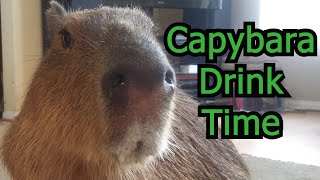 Capybara Drink Time