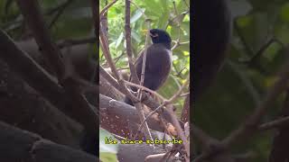 Birds#Myna#birdlovers#mynasound #birdsounds#yellowbeakbird #junglemyna #mynabird#indianmyna#notpets screenshot 5