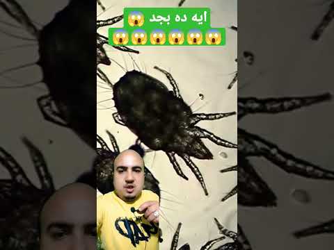 المربي تحت المجهر ايه ده بجد 