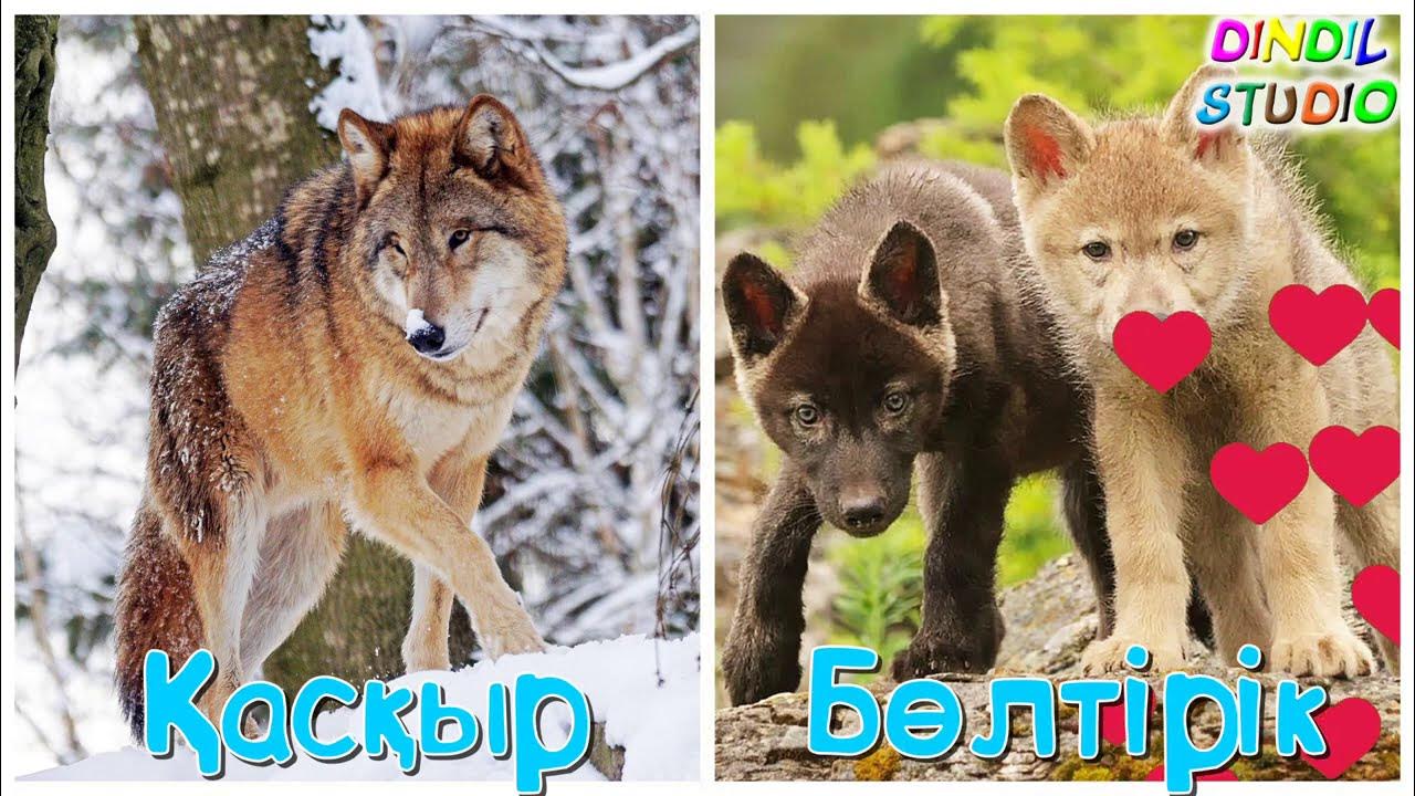 Жыныстық ынталандырушы рецепт