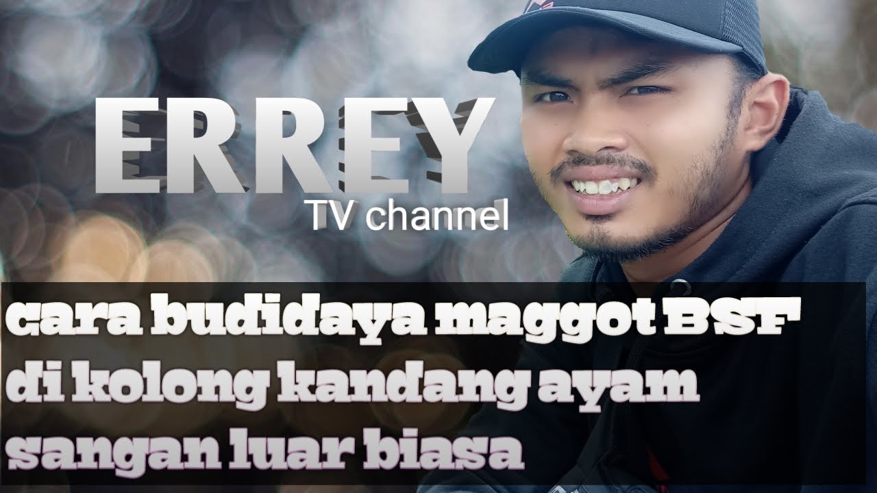 cara budidaya maggot di bawah kandang ayam 