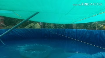 FISH FARMING IN BIOFLOC PART - 1