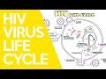 Virus Life Cycle (HIV) - Sarah Clifford Illustration Tutorial