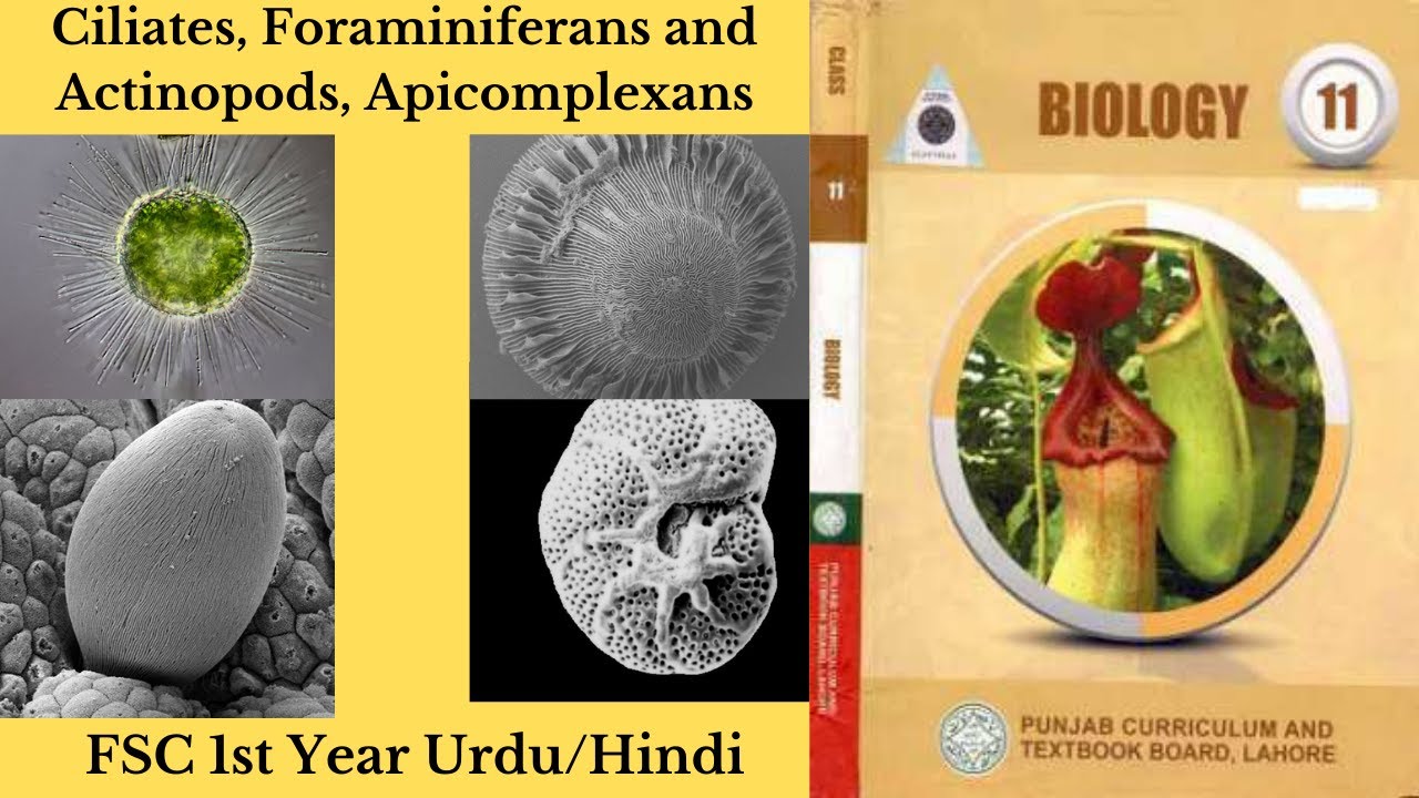 Ciliates, Foraminiferans and Actinopods, Apicomplexans FSC1st Year Chapter 07in Urdu/Hindi