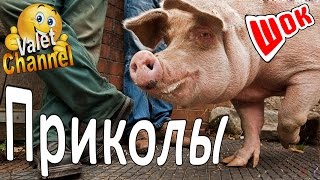 Смешные ПРИКОЛЫ на 2017 год ✔ Лучшая подборка приколов к просмотру в 2017 году №171 Смешные ПРИКОЛЫ на 2017 год ✔ Лучшая подборка приколов к просмотру в 2017 году №171