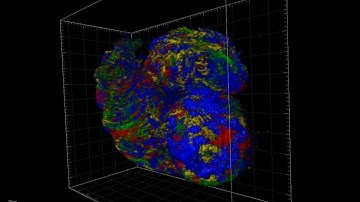 developing mouse heart cells
