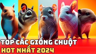 Những Giống Chuột Cảnh Làm Mưa Làm Gió 2024 | Bác Sĩ Trung